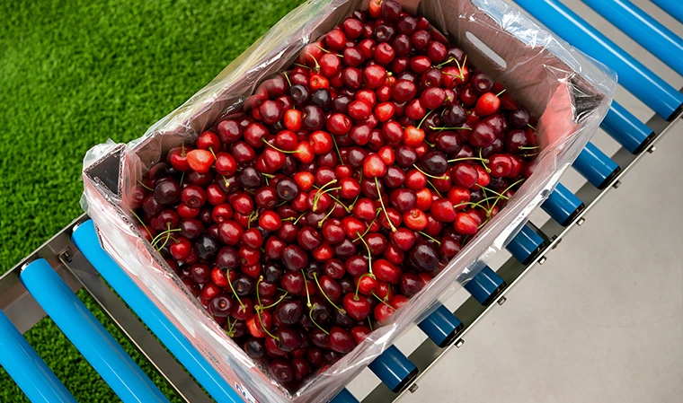 Cherry Packaging Machine
